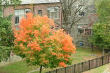 Fall foliage on the Fieldston campus