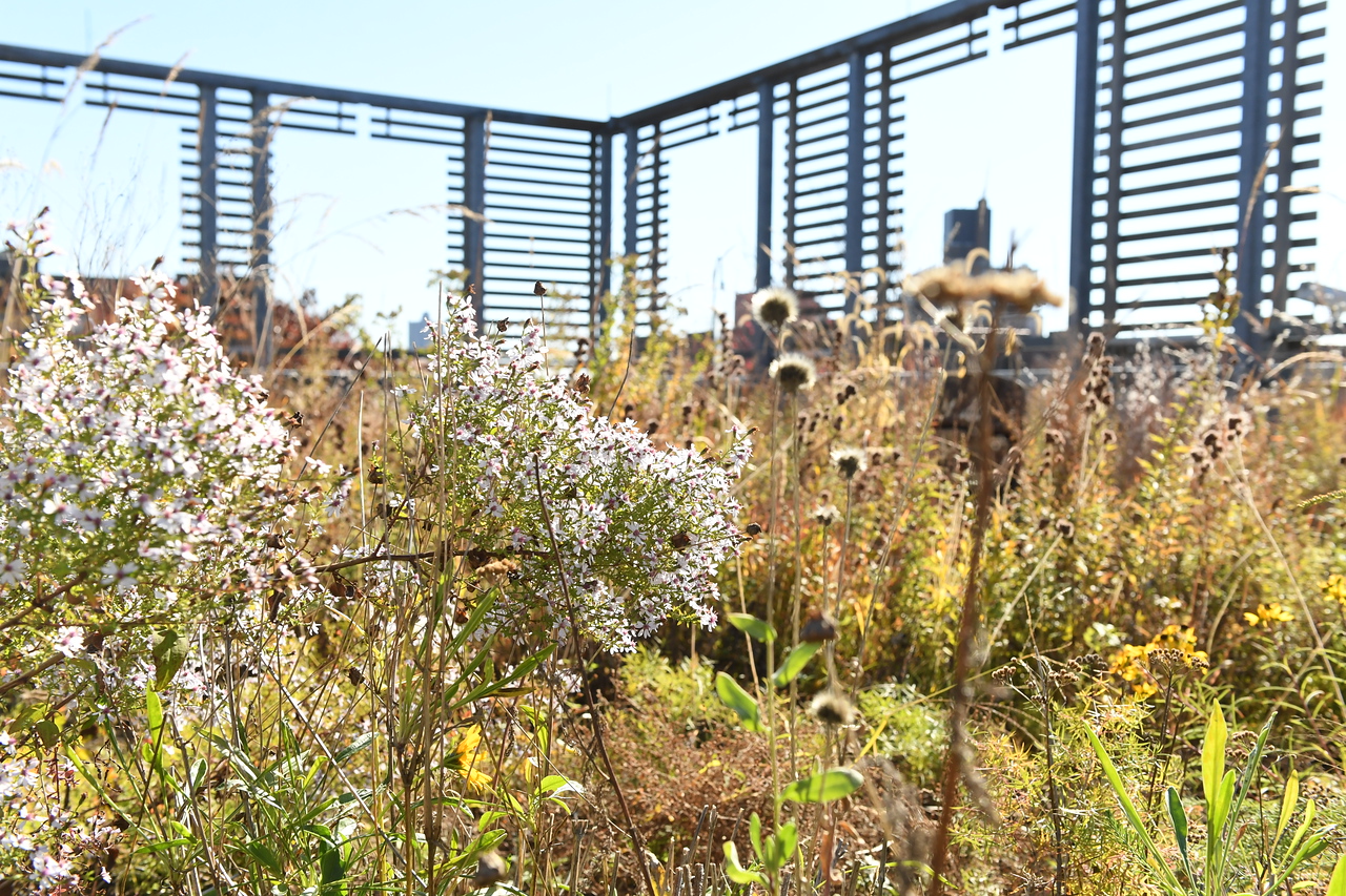 Scenic shot of the Fieldston Middle rooftop garden.