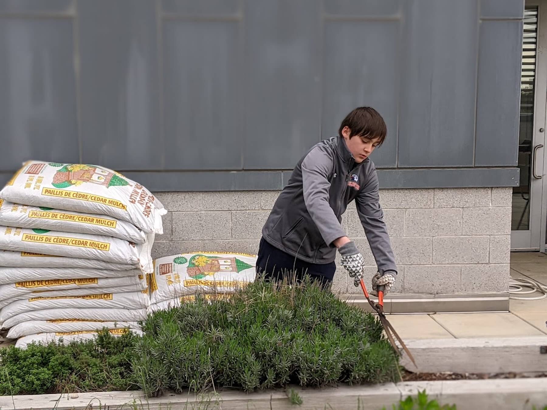 Ethical Culture Fieldston School Middle School student trimming hedges to beautify campus