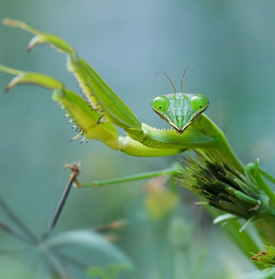 A photo taken by Marian Brickner shows a grasshopper with it looking at the camera with its front legs raised