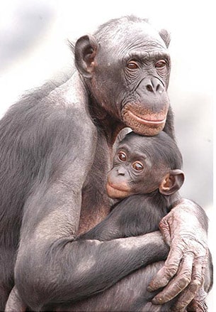 A photo taken by Marian Brickner showing two bonobos apes, a mother and a baby, with their arms around each other