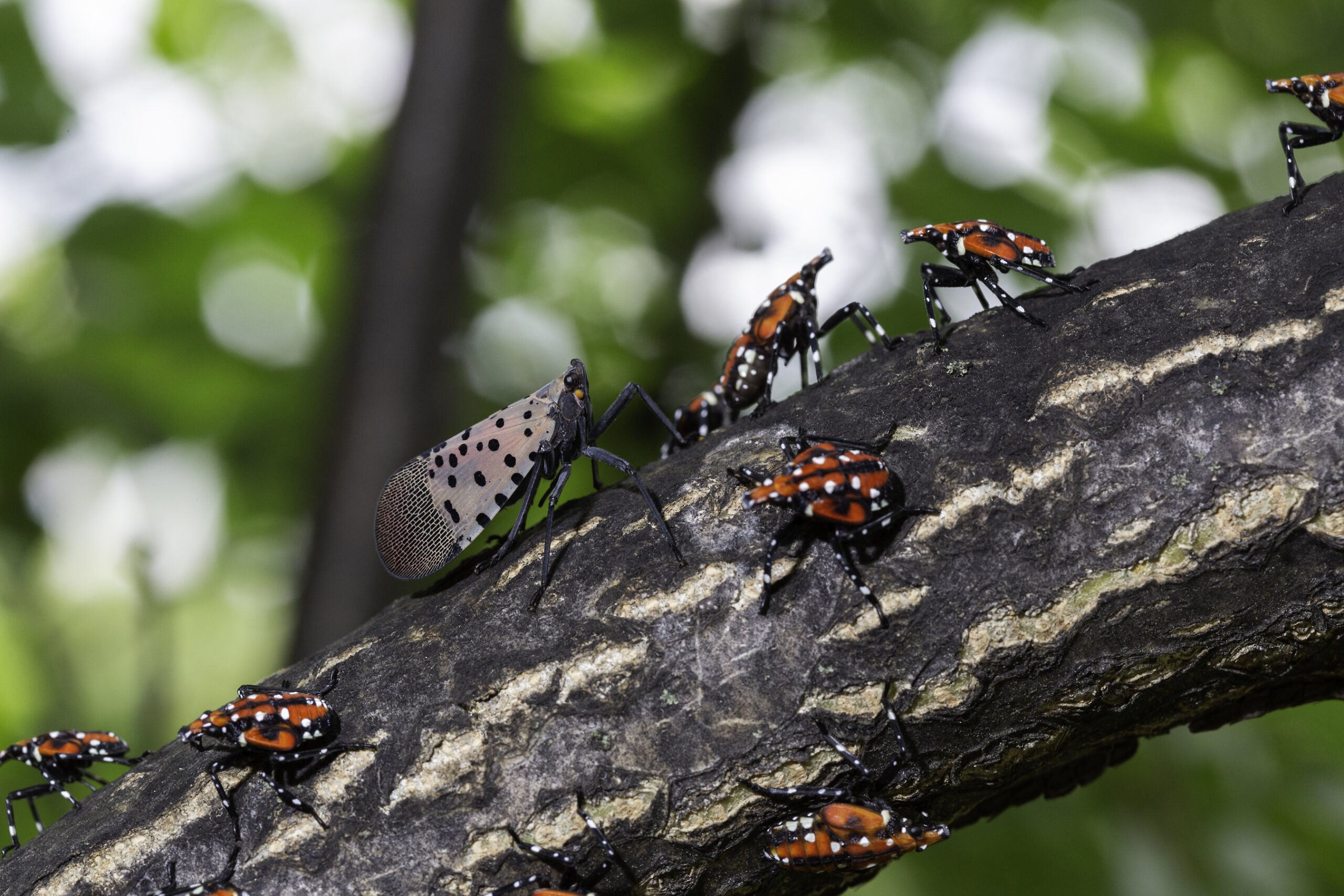 Stock photo of spotted lanternflies sitting on tree