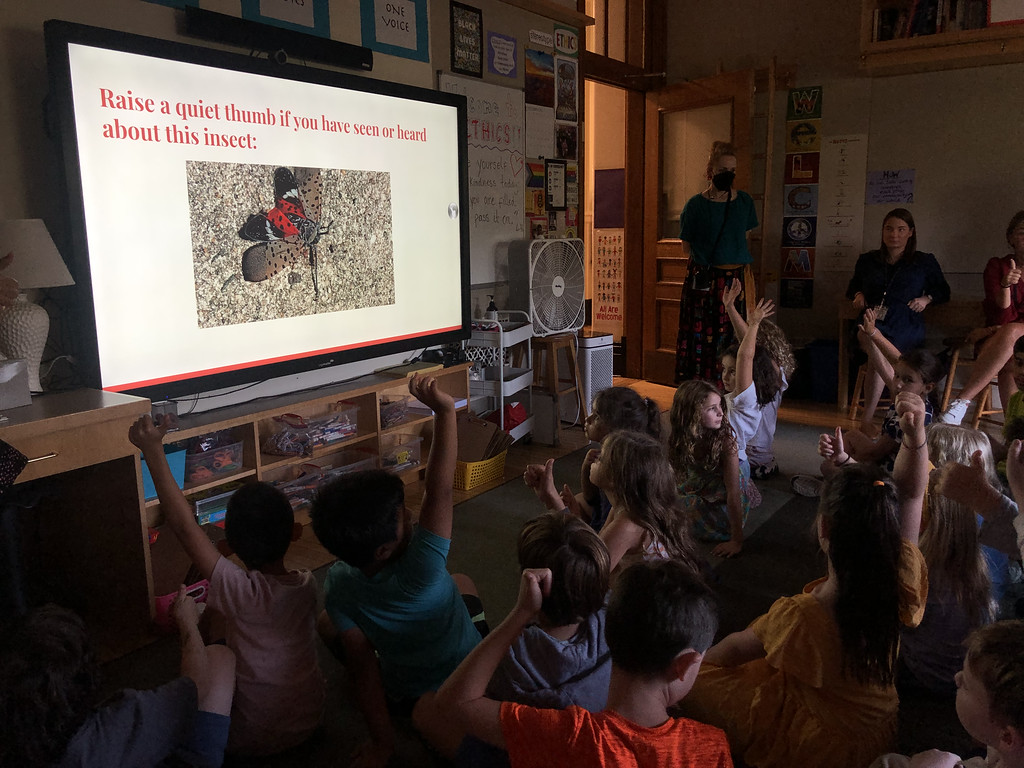 At Ethical Culture Fieldston School, a screen reads, "Raise a thumb if you have seen this insect" alongside a picture of a spotted lanternfly. Students sit in foreground raising their hands.