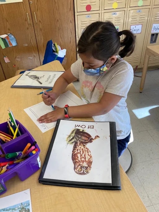 Student draws an owl in classroom