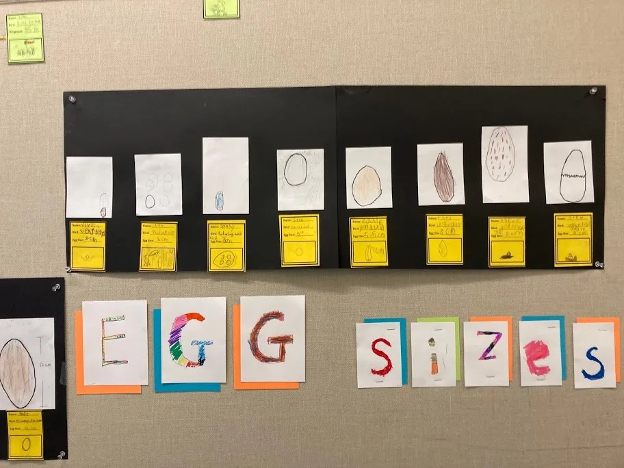 Egg sizes graph on the wall