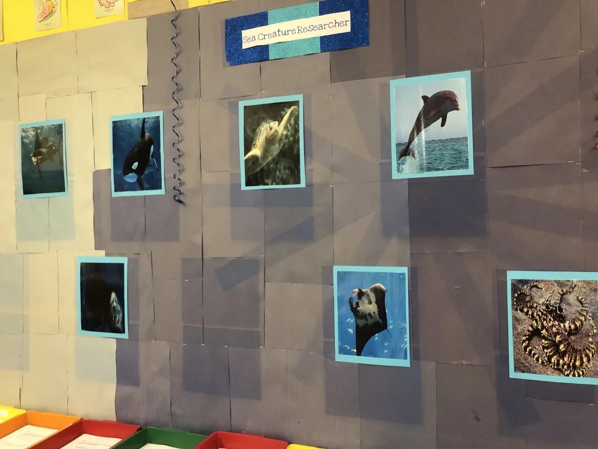 Bulletin board with photos of different sea creatures