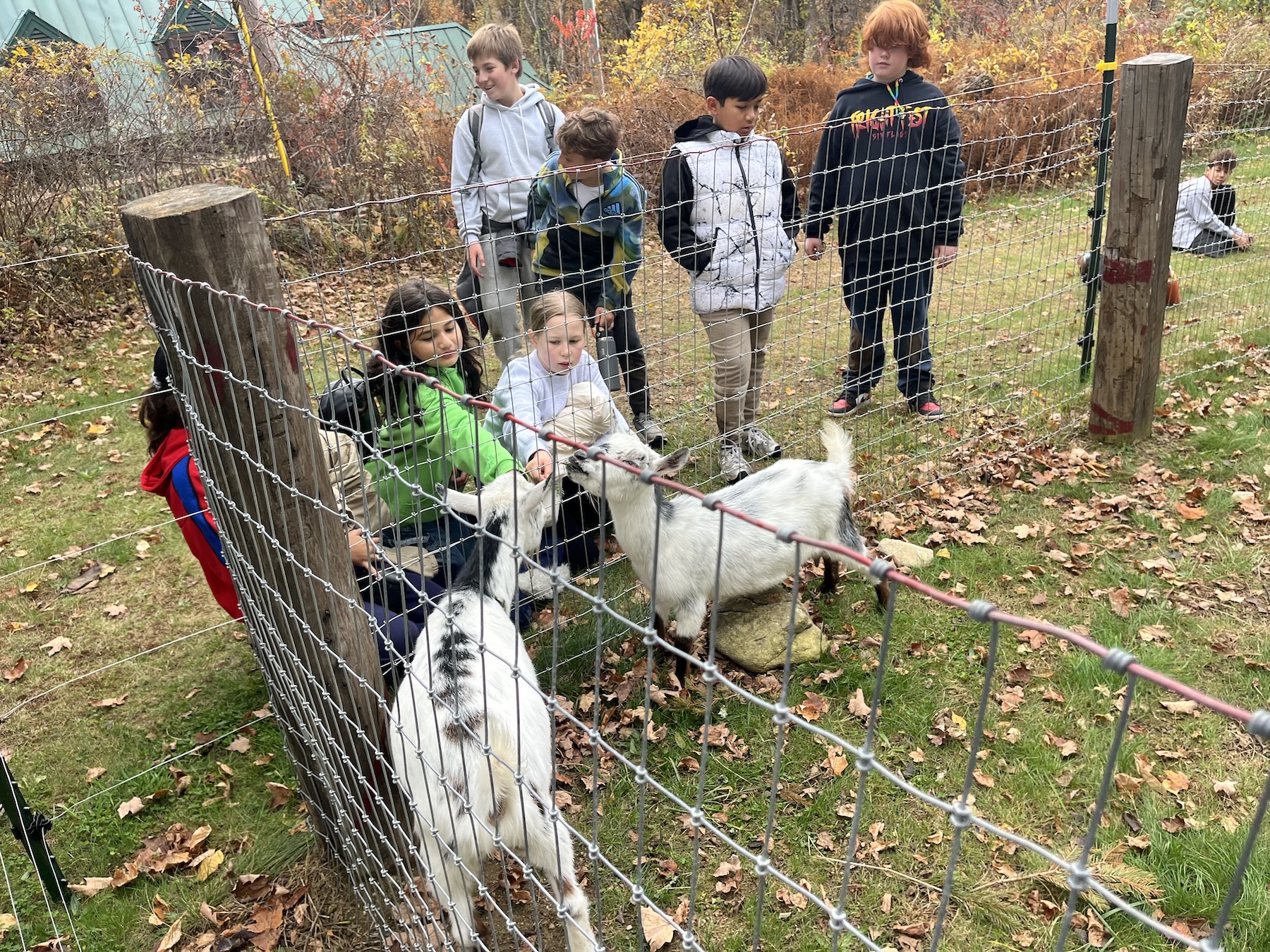 A group of Fieldston Lower students pet a goat on their Outdoor Classroom trip
