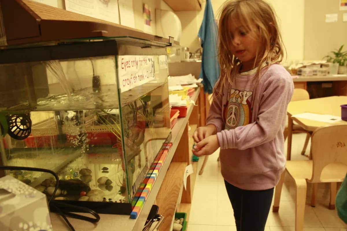 Student uses cubes to measure fish aquarium